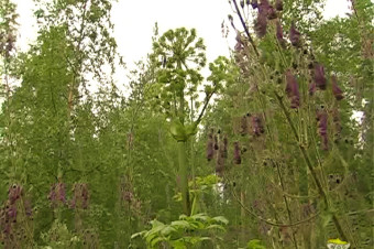 The Alpine Garden in Jokkmokk