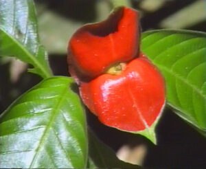 Lovers' lips