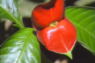 La Riserva Pluviale di Tambopata