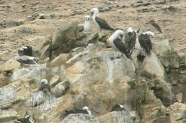 Birdwatching in Peru - Ballestas Islands