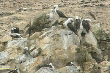 Birdwatching in Perù – Isole Ballestas