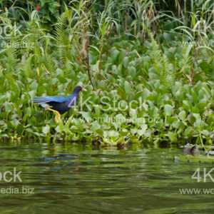 American purple gallinule - N5012