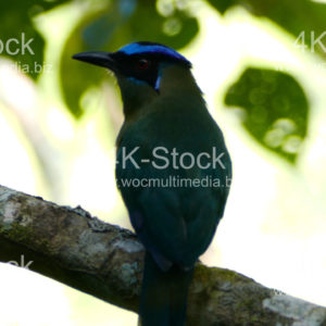 Amazonian motmot - N5013