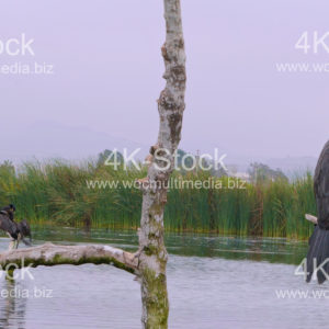 Cormorants (Phalacracoris carbo) - N5018