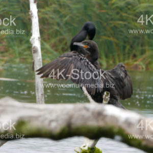 Cormorants (Phalacracoris carbo) - N5019