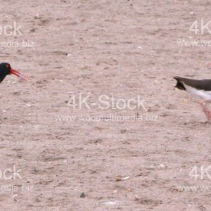 Scampering Oystercatchers - N5022