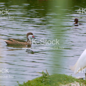 White-cheeked Pintail - N5025