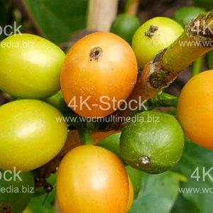 Coffee Fruits - N5003