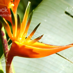 Heliconia psittacorum Torcia dorata – N5004