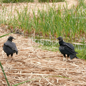 Black vulture - N5005