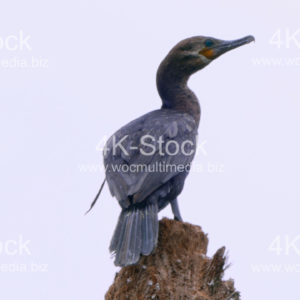 Cormorant (Phalacracoris carbo) - N5006