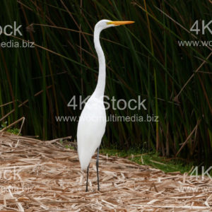 Egretta Alba (Ardea alba egretta) – N5007