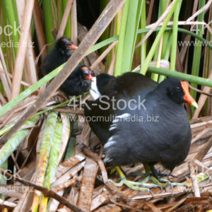 Common moorhens - N5008