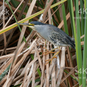 Green-backed Heron - N5009