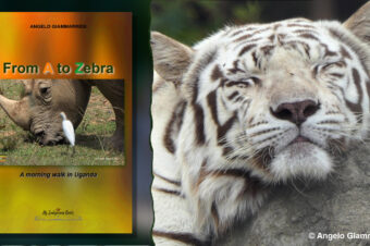 From A to Zebra - A morning walk in Uganda